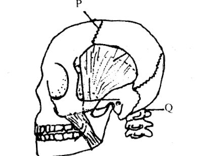 Drawing of Human Skull