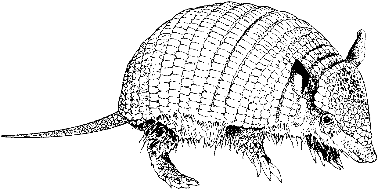 Baby Armadillo Coloring Pages
