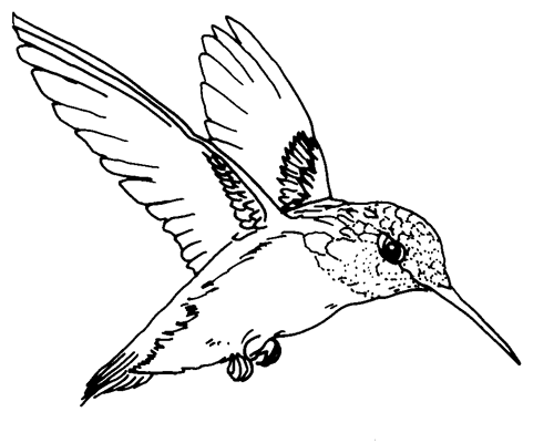 Birds Face Coloring Pages