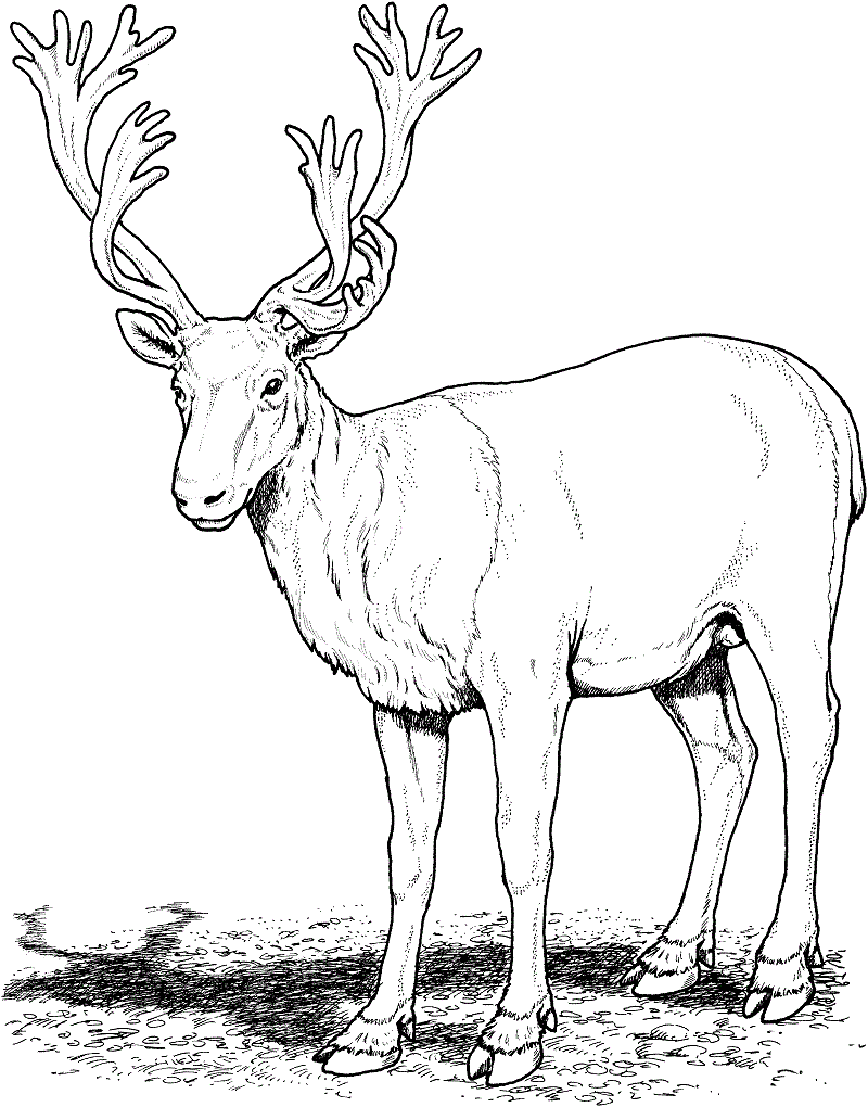 Caribou Coloring Pages for Adults