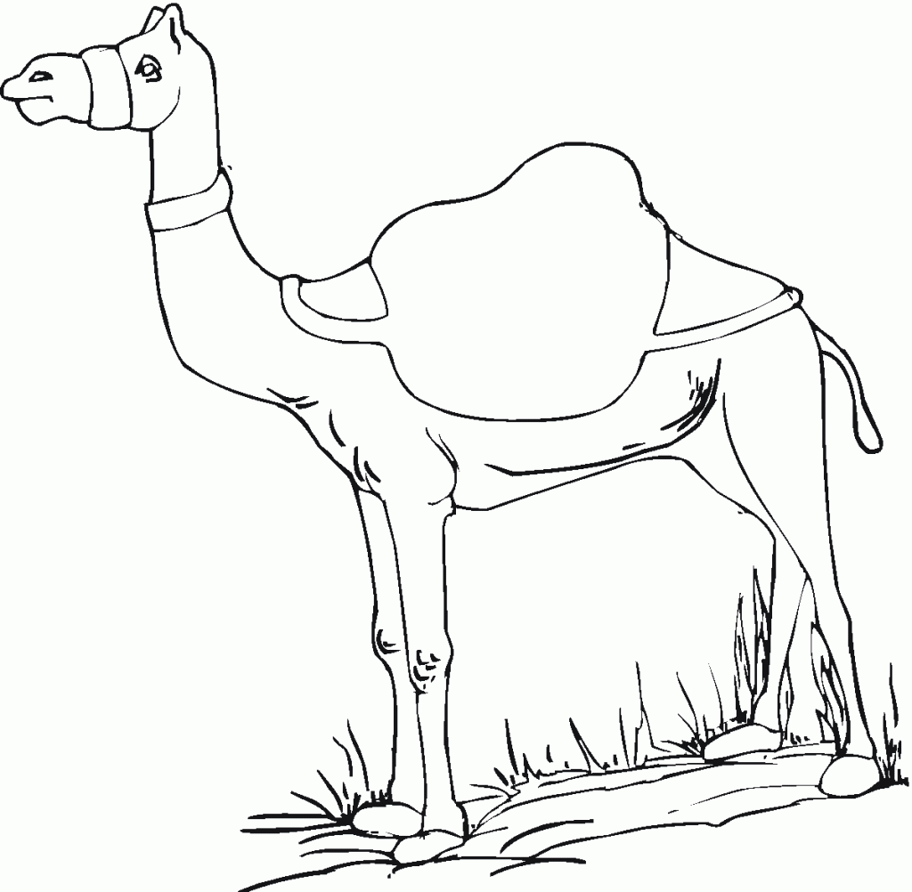 Cute Camels Coloring Pages