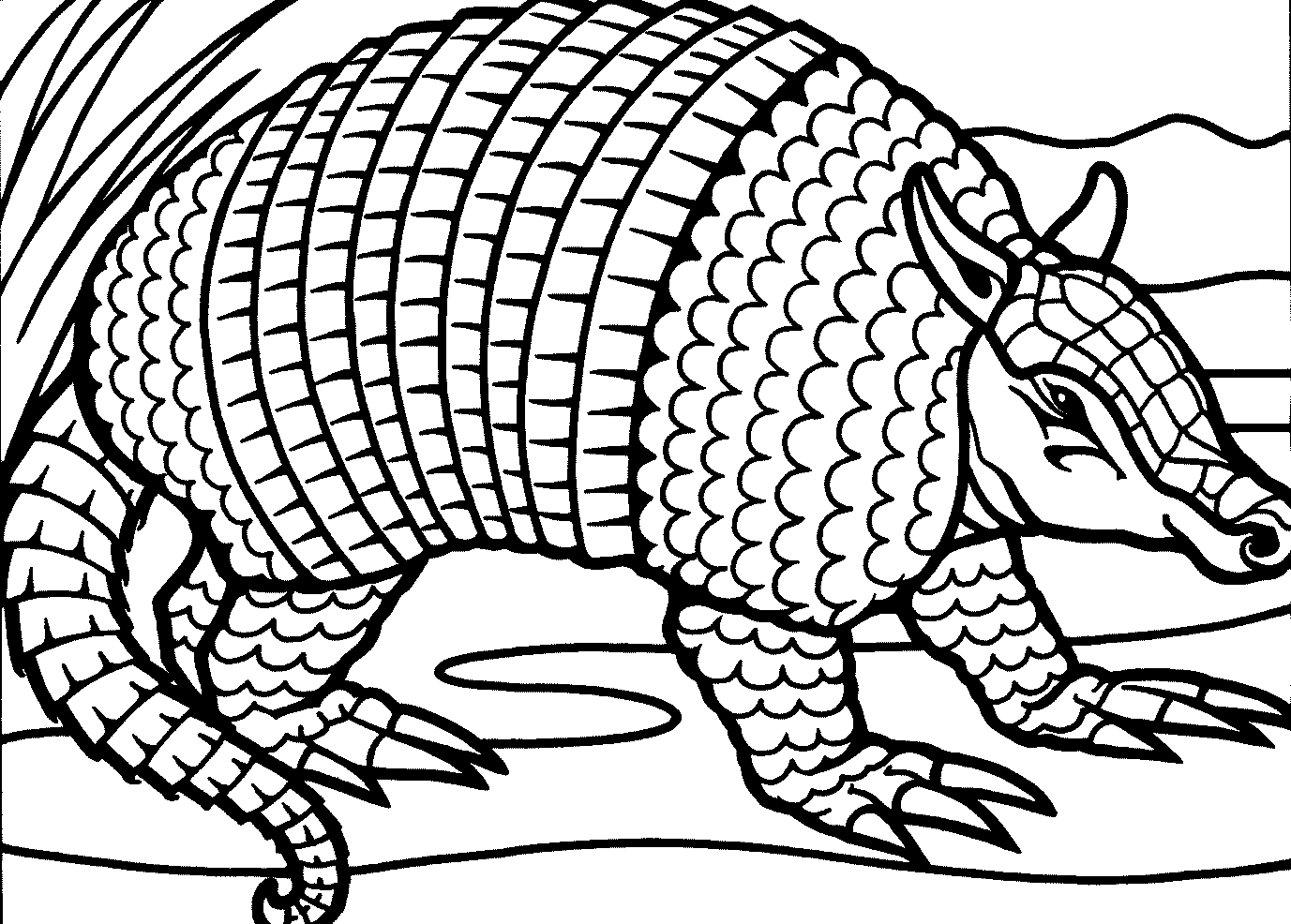Free Printable Armadillo Coloring Pages For Kids