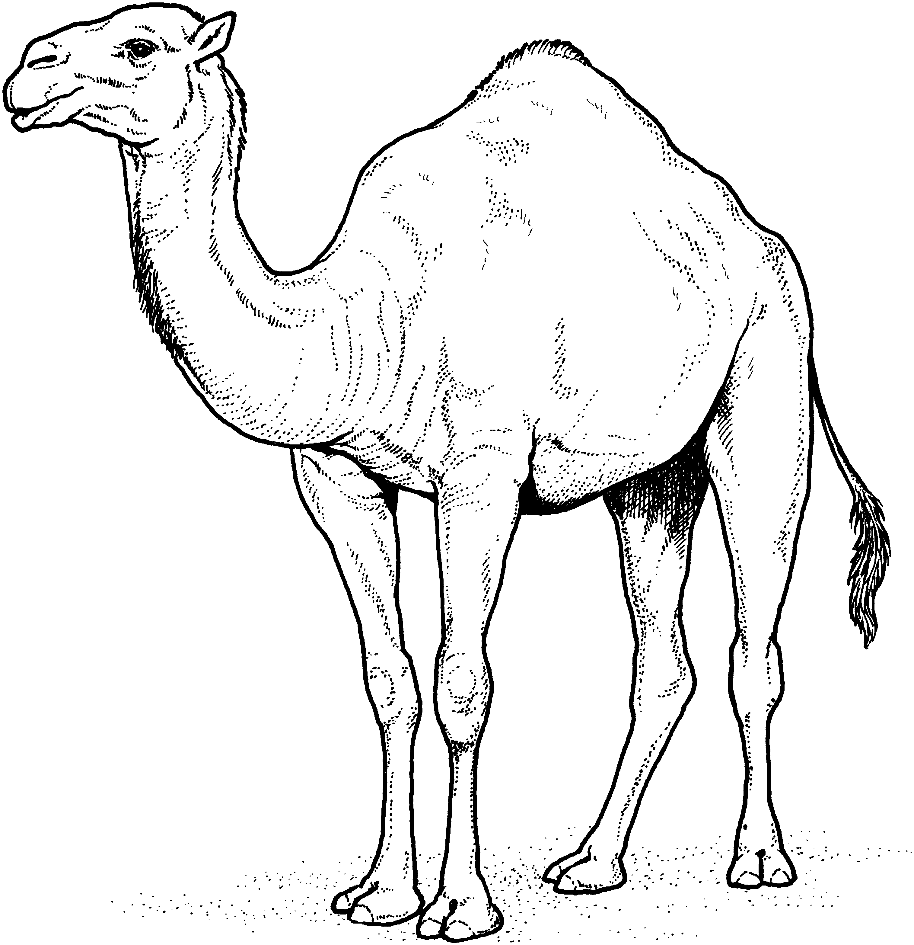 Free Printable Camels Coloring Pages For Kids