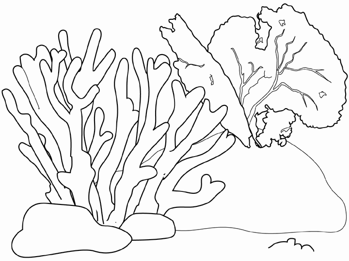 Free Printable Coral Coloring Pages For Kids