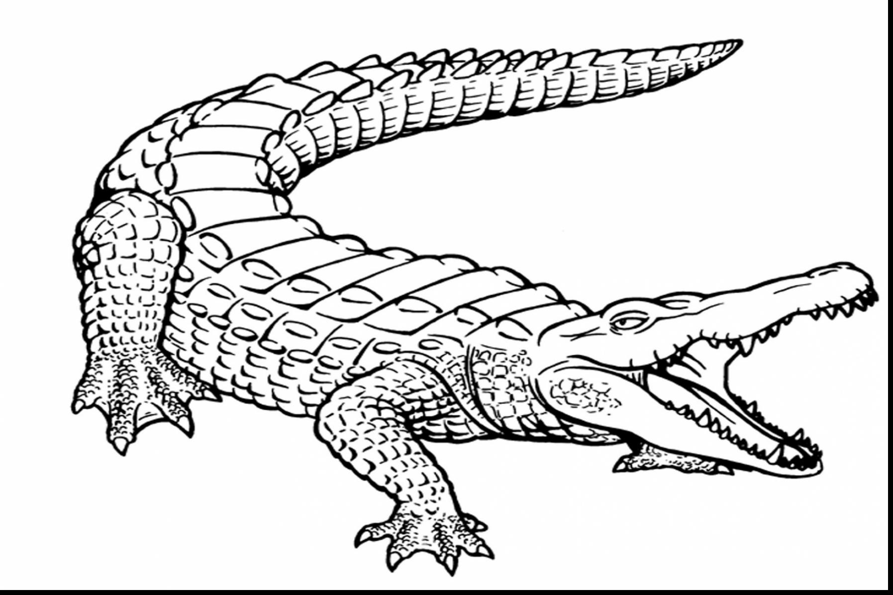 Realistic Alligators Coloring Pages