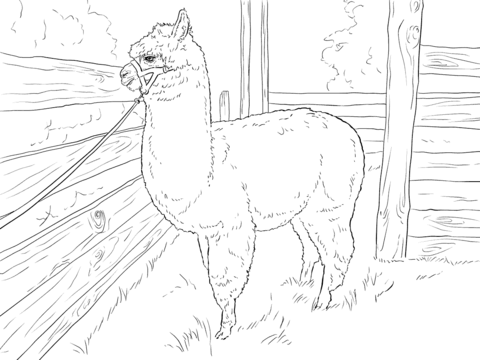 Realistic Alpaca coloring page