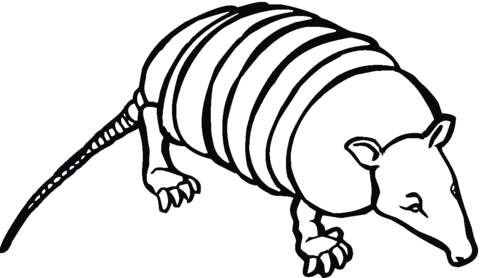 Realistic Armadillo Coloring Pages
