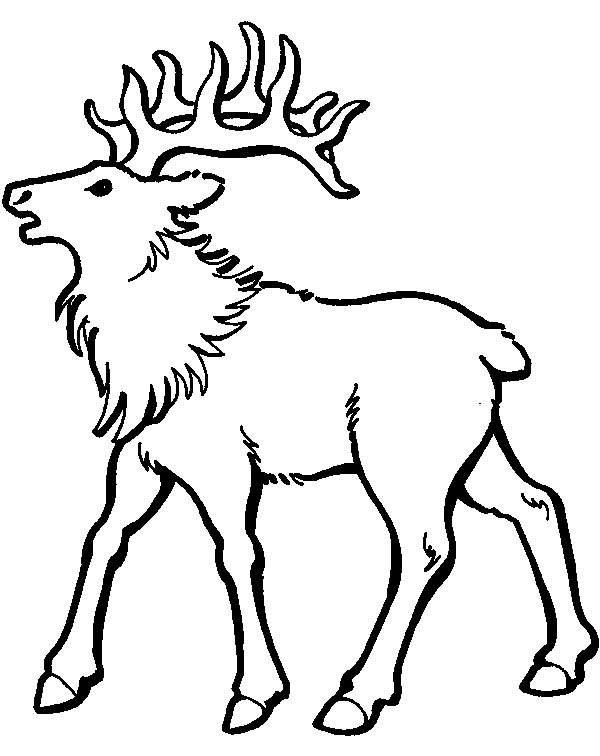 Realistic Caribou Coloring Pages