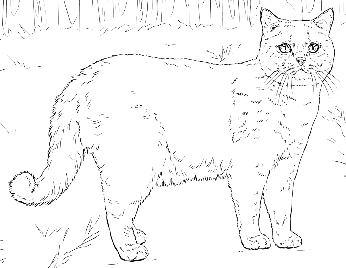 Realistic Cats Coloring Pages