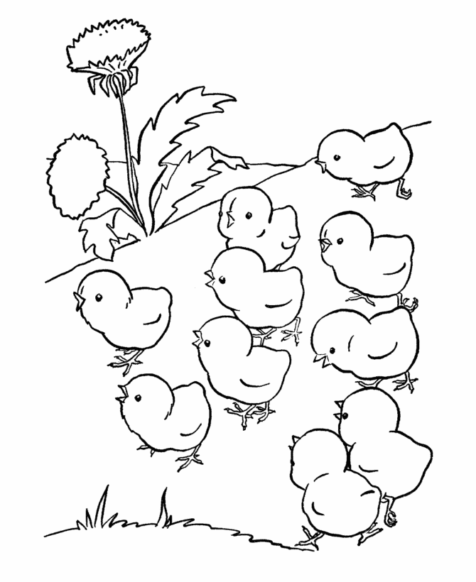 Realistic Chicks Coloring Pages