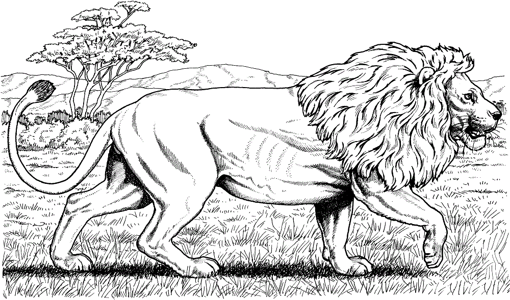 Lion Coloring Pages for Adults