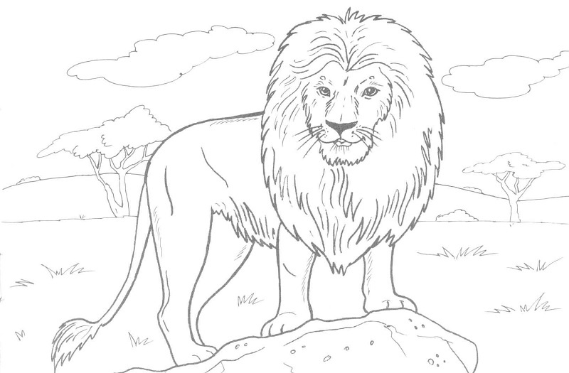 lion head coloring pages for kids